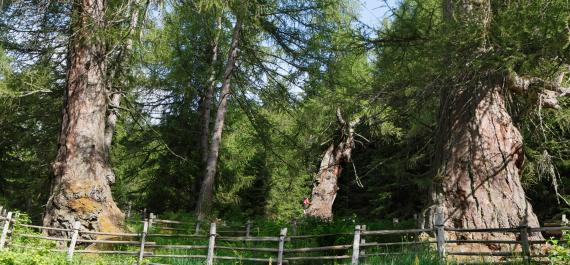 Natura Merano e dintorni